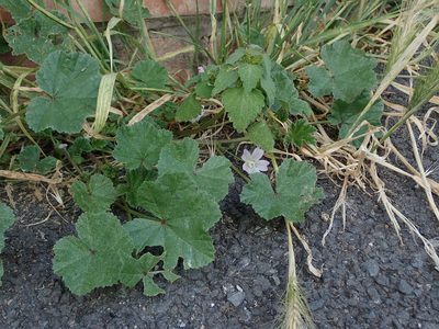 Malva neglecta, photographed by Daniel Cahen