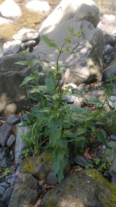 Scrophularia hirta, photographed by Vítor Jorge