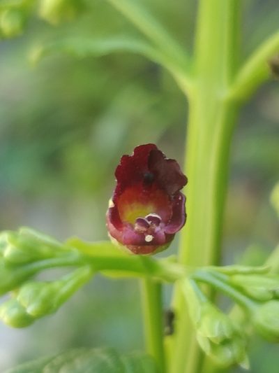 Scrophularia hirta, photographed by Vítor Jorge