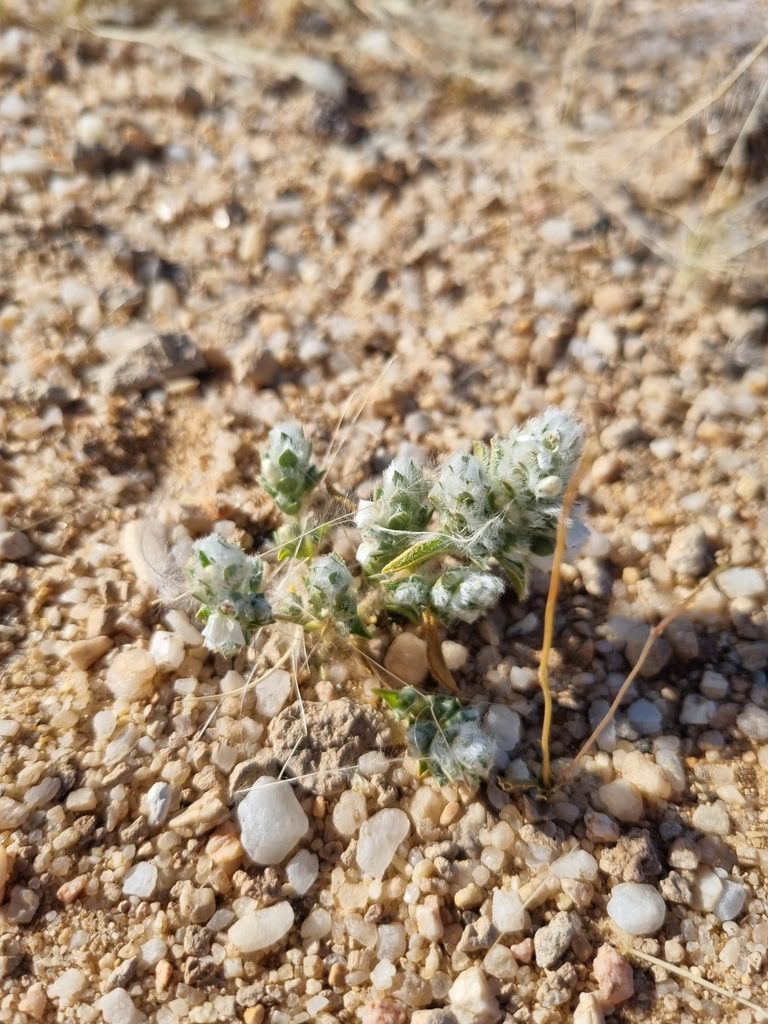Pogonospermum desertorum, photographed by Marc Fradera-Soler