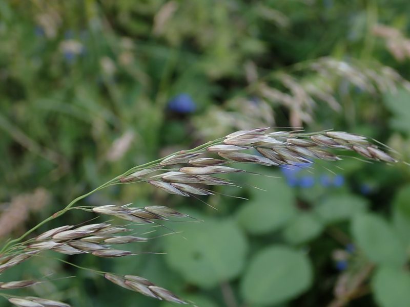 Arrhenatherum elatius, photographed by Daniel Cahen