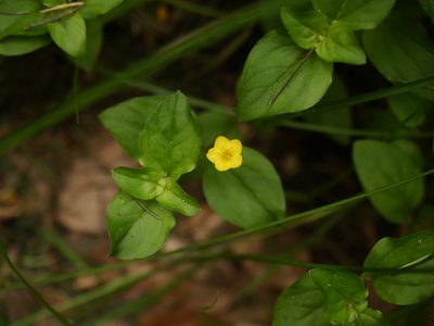 Lysimachia nemorum, photographed by Alexis Tinker-Tsavalas