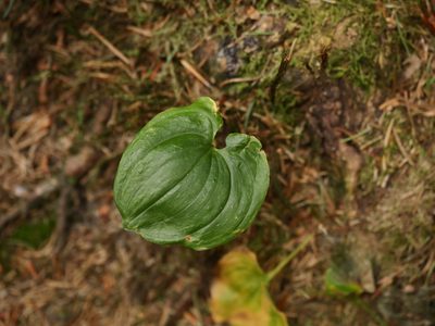 Maianthemum bifolium, photographed by Alexis Tinker-Tsavalas