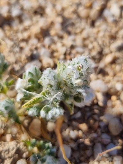 Pogonospermum desertorum, photographed by Marc Fradera-Soler
