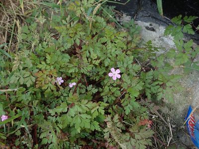 Geranium robertianum, photographed by Daniel Cahen
