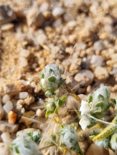 Pogonospermum desertorum, photographed by Marc Fradera-Soler