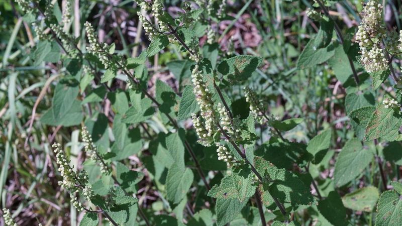 Teucrium scorodonia, photographed by goldfjnch