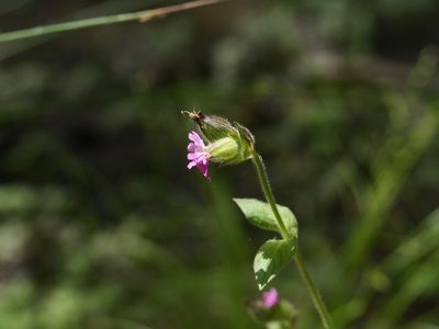 Silene dioica, photographed by Alexis Tinker-Tsavalas