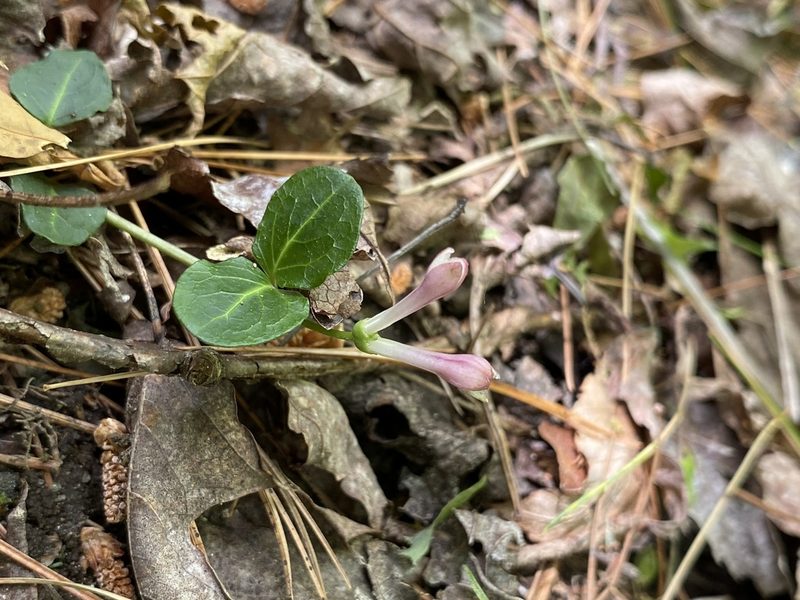 Mitchella repens, photographed by Jessica Turcotte