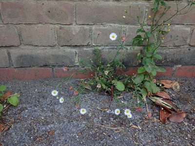 Erigeron karvinskianus, photographed by Daniel Cahen