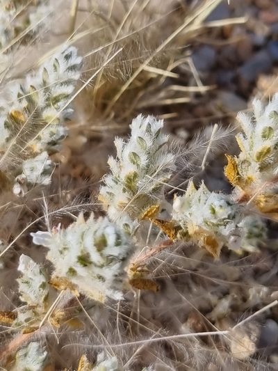 Pogonospermum desertorum, photographed by Marc Fradera-Soler
