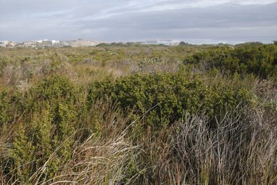 Searsia lucida, photographed by Tony Rebelo