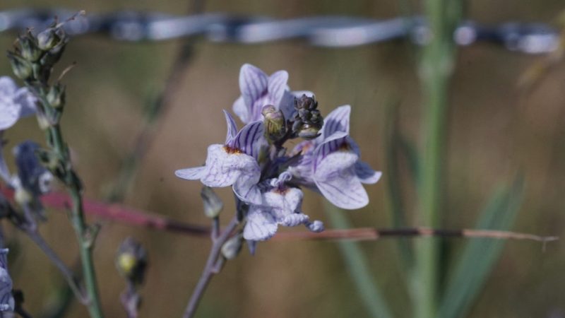 Linaria repens, photographed by goldfjnch