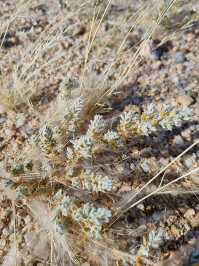 Pogonospermum desertorum, photographed by Marc Fradera-Soler