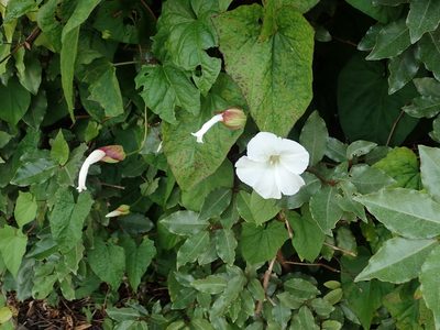 Calystegia silvatica, photographed by Daniel Cahen