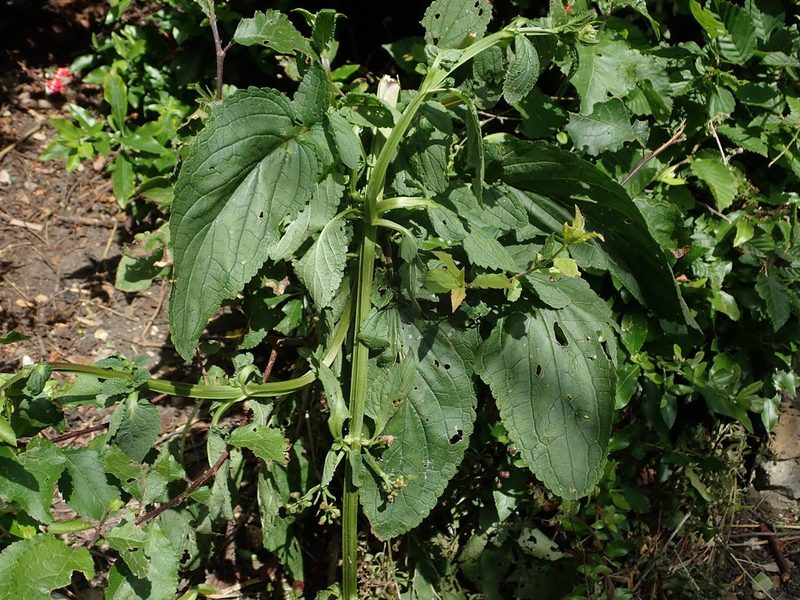 Scrophularia auriculata, photographed by Daniel Cahen