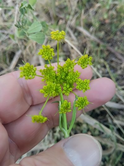 Kundmannia sicula, photographed by Karim Haddad