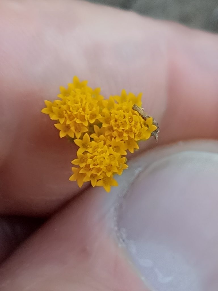 Lonas annua, photographed by Karim Haddad