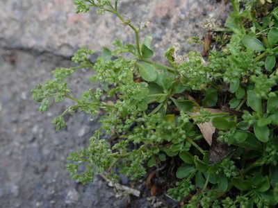 Polycarpon tetraphyllum