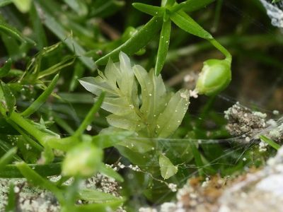 Plagiomnium undulatum, photographed by Alexis Tinker-Tsavalas