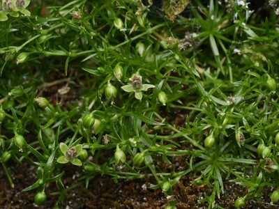 Sagina procumbens, photographed by Alexis Tinker-Tsavalas