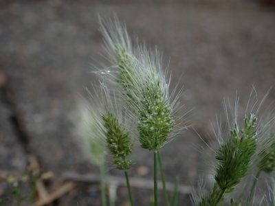 Polypogon monspeliensis