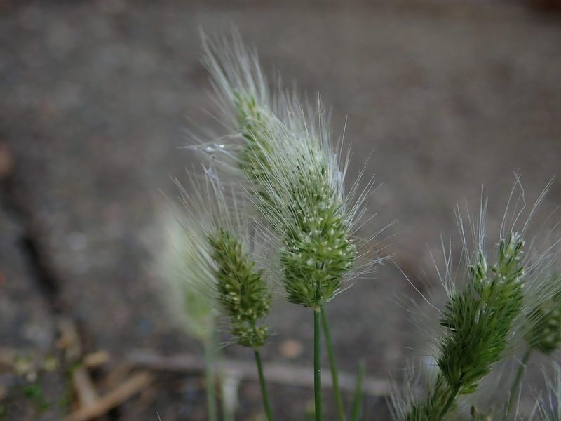 Polypogon monspeliensis, photographed by Daniel Cahen
