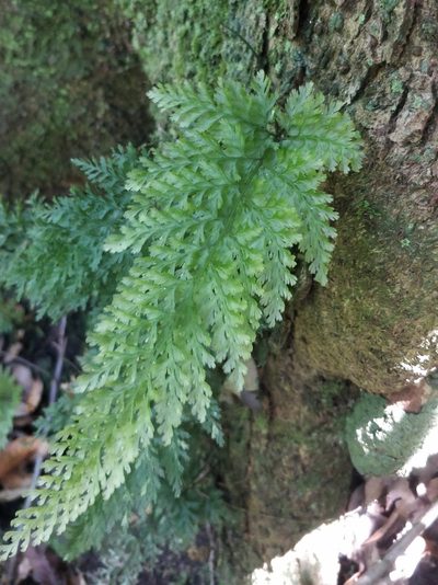 Vandenboschia speciosa, photographed by Vítor Jorge