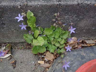 Campanula poscharskyana, photographed by Daniel Cahen