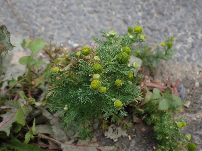 Matricaria discoidea, photographed by Daniel Cahen