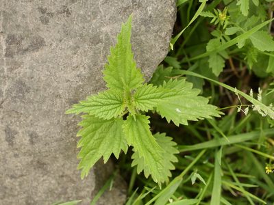 Urtica dioica, photographed by Alexis Tinker-Tsavalas