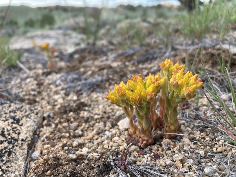Sedum lanceolatum, photographed by Cecelia Alexander