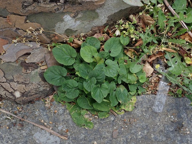 Viola odorata, photographed by Daniel Cahen