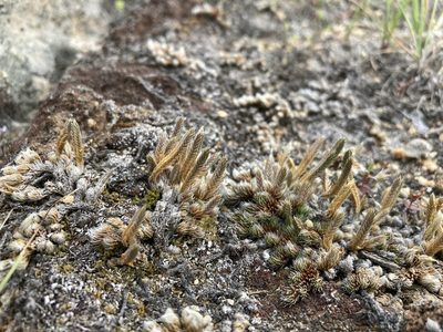 Pseudolycopodium densum, photographed by Cecelia Alexander