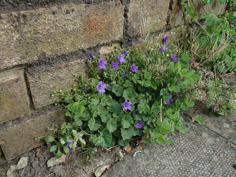 Campanula portenschlagiana, photographed by Daniel Cahen