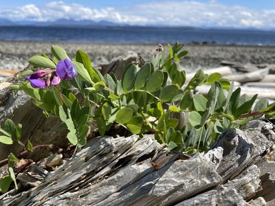 Lathyrus japonicus, photographed by Carolyn Prentice