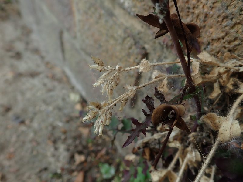 Cerastium glomeratum, photographed by Daniel Cahen