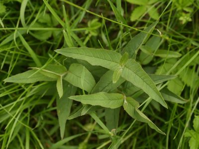 Lysimachia vulgaris, photographed by Alexis Tinker-Tsavalas