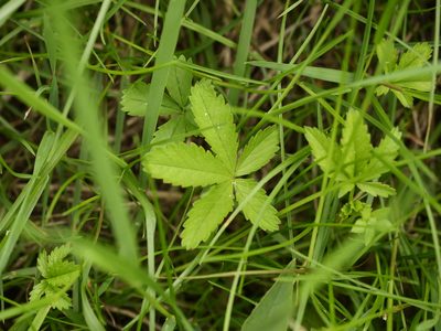 Potentilla reptans, photographed by Alexis Tinker-Tsavalas