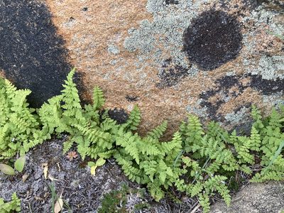 Cystopteris fragilis