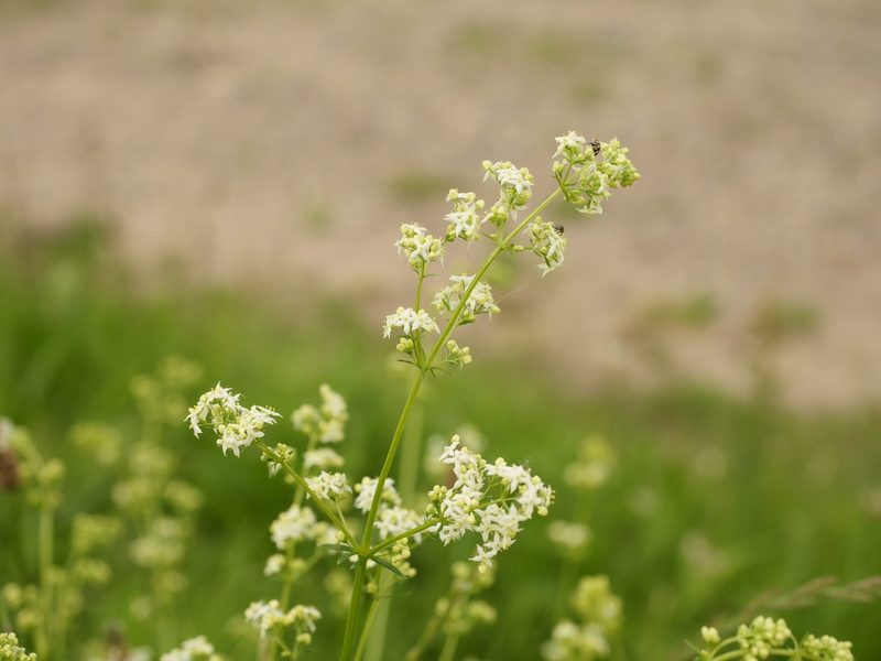 Galium album, photographed by Alexis Tinker-Tsavalas
