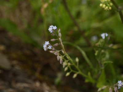 Myosotis arvensis, photographed by Alexis Tinker-Tsavalas