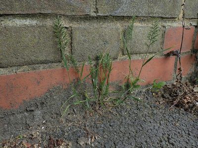 Catapodium rigidum