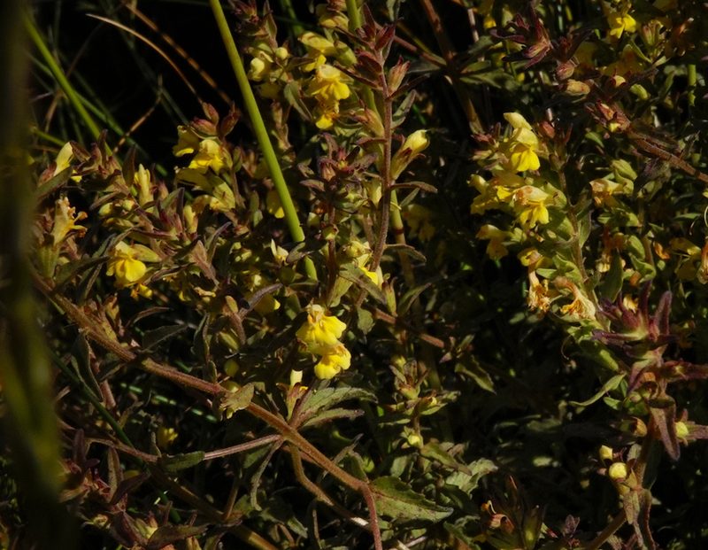 Odontites hollianus, photographed by desertnaturalist