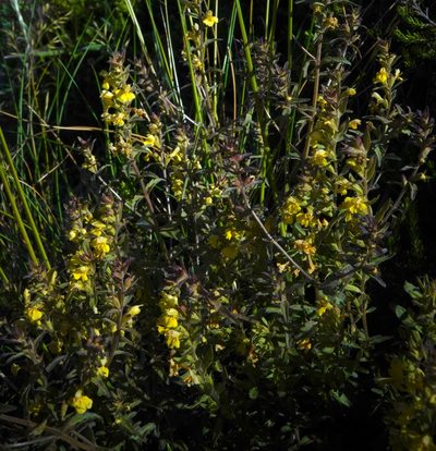 Odontites hollianus, photographed by desertnaturalist