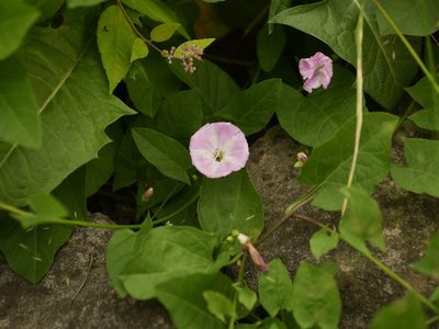 Convolvulus arvensis, photographed by Alexis Tinker-Tsavalas