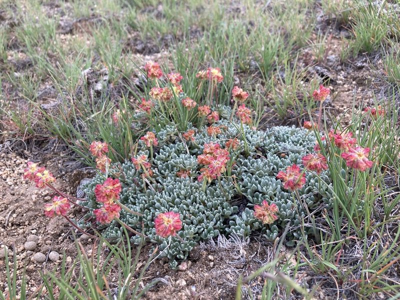 Eriogonum caespitosum, photographed by Cecelia Alexander