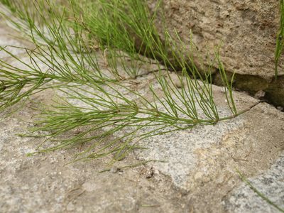 Equisetum arvense, photographed by Alexis Tinker-Tsavalas