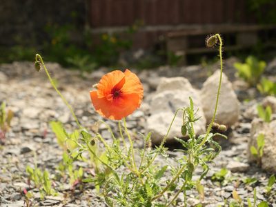 Papaver rhoeas, photographed by Alexis Tinker-Tsavalas