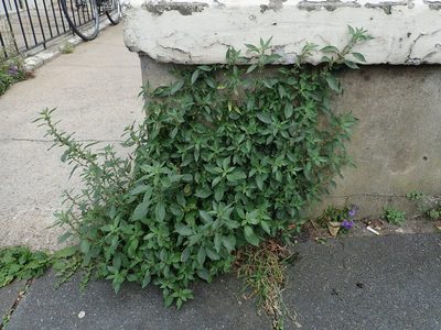 Parietaria judaica, photographed by Daniel Cahen